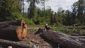 How Our Tree Care Process Works  in  Bridgetown, MS